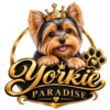 yorkieparadise.com